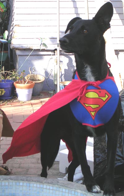 SuperDog